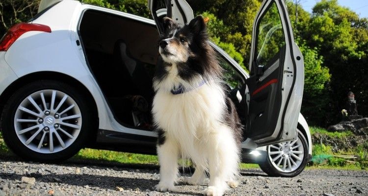 International Dog Day 2022: 5 Essential Car Accessories When Travelling With A Dog International Dog Day 2022: 5 Essential Car Accessories When Travelling With A Dog